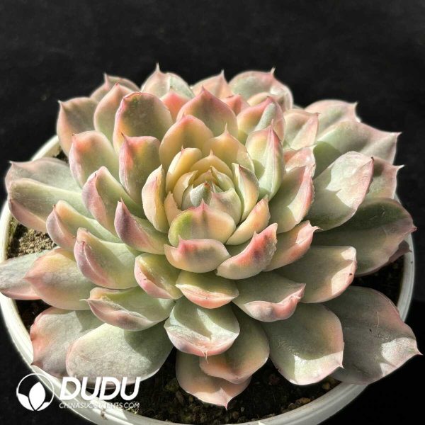 Echeveria Strawberry Cake Variegated Large - Image 2