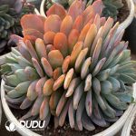 Echeveria Orange Monroe Clustering - Image 2