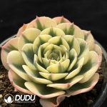 Echeveria Lenore Dean - Image 2