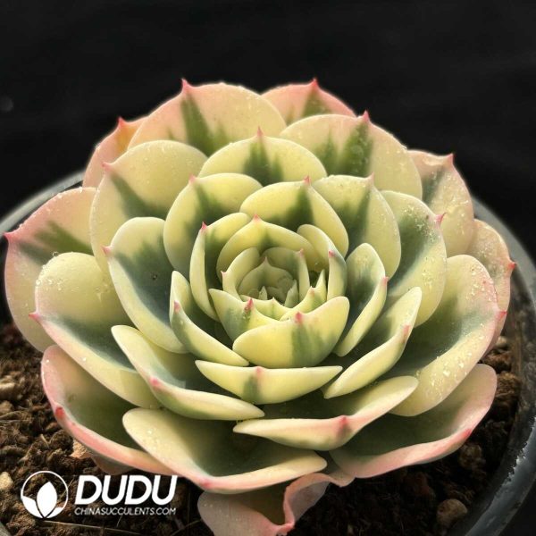 Echeveria Lenore Dean - Image 2