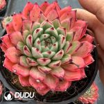 Echeveria Indian Bao Qiang - Image 2