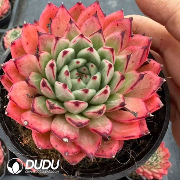 Echeveria Indian Bao Qiang - Image 2