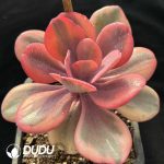 Echeveria Angel's Wing - Image 2