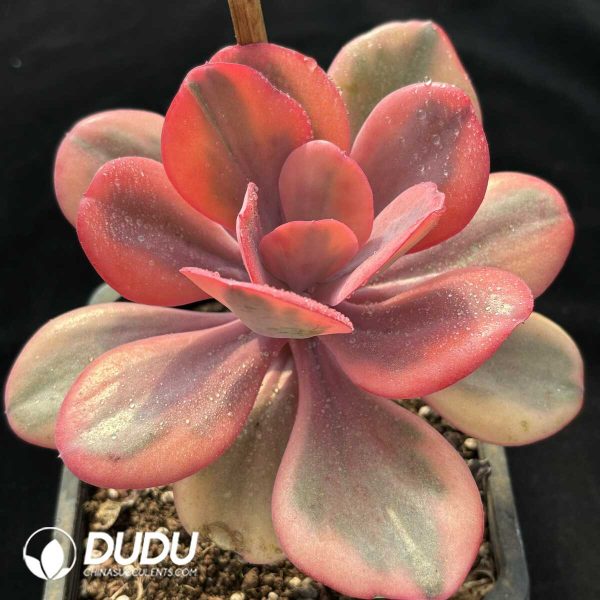 Echeveria Angel's Wing - Image 2