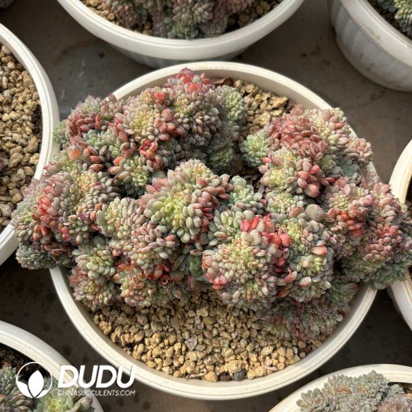 Echeveria Hani Cristata - Image 2