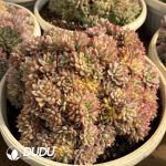 Echeveria Mebina Variegated Cluster - Image 2