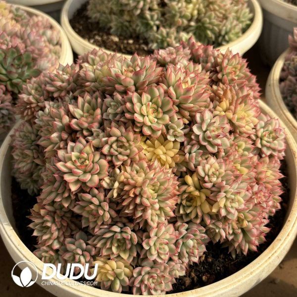 Echeveria Mebina Variegated Cluster - Image 2