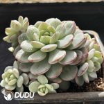 Echeveria Vanilla Variegated Clustering - Image 2