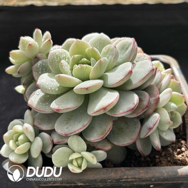 Echeveria Vanilla Variegated Clustering - Image 2