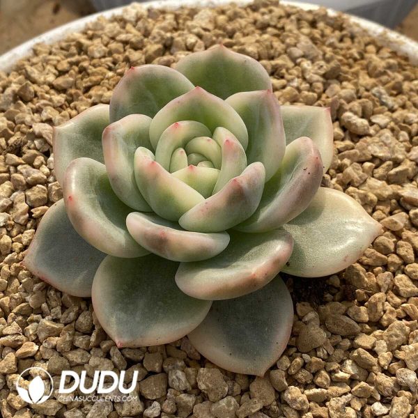 Echeveria Elizabeth Variegated - Image 2