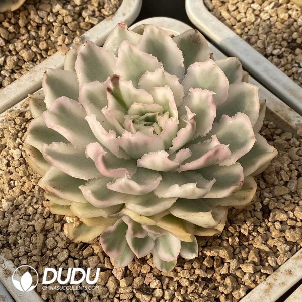 180MM Echeveria Purple Butterfly Variegated - Image 2