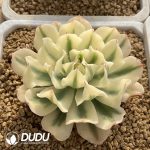 [RTS]Echeveria Tsunami Variegated - Image 2