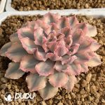 Echeveria Neon Breakers Variegated - Image 2