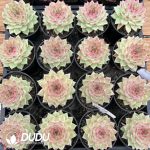 Echeveria Cream Queen - Image 2