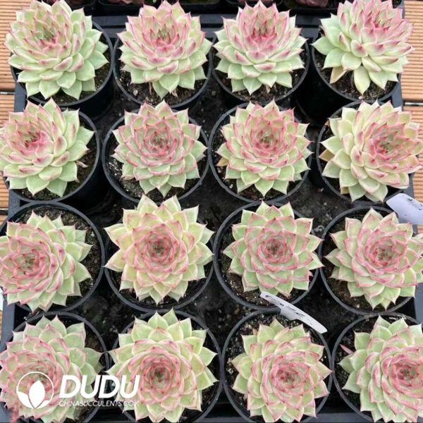 Echeveria Cream Queen - Image 2