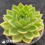 Echeveria Cuihua - Image 2