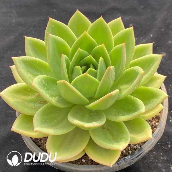 Echeveria Cuihua - Image 2