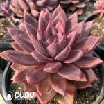 Echeveria Brown Sugar Card - Image 2