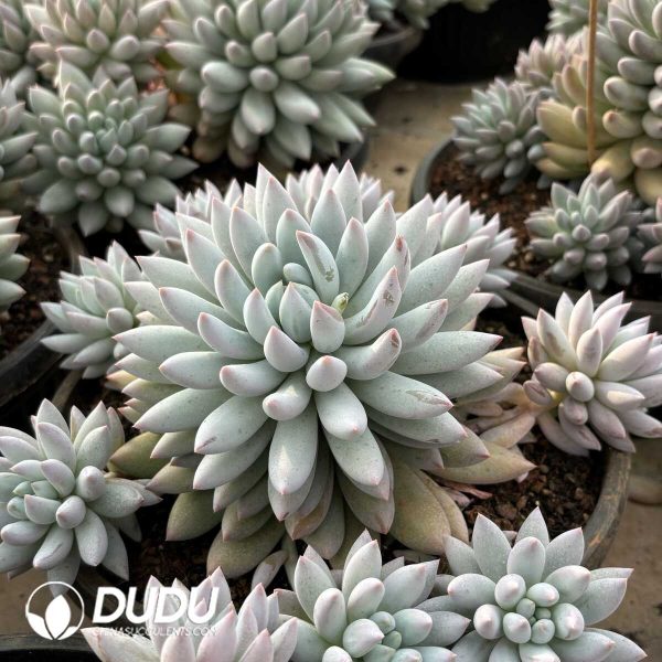 Pachyphytum Angel Fingers/ Solomon Clustering - Image 2