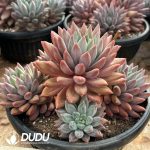 Pachyphytum Red Dragonfly Clustering - Image 2