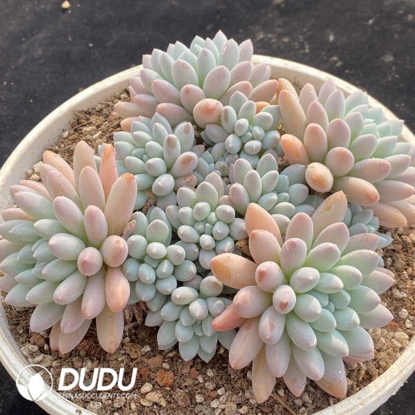 Pachyphytum Broadleaf Toffee Cluster - Image 2