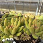 Pachyphytum Pandora Clustering - Image 2