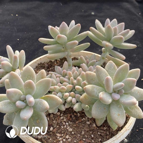 Pachyphytum Brandy Cluster - Image 2