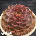 Echeveria Red Light - Image 2