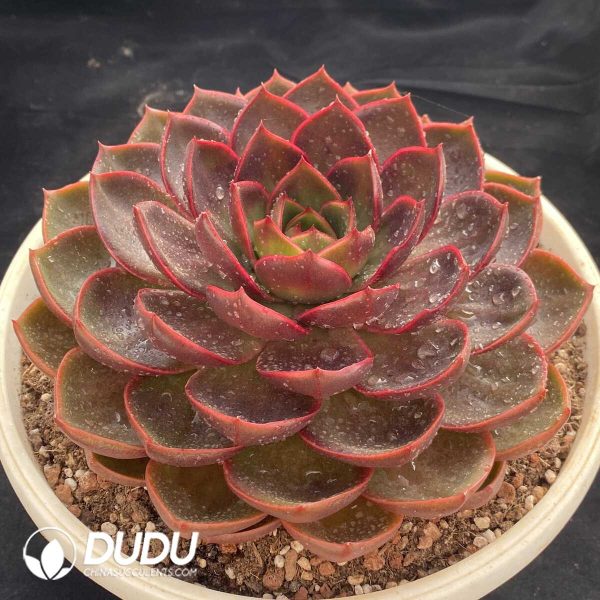 Echeveria Red Light - Image 2