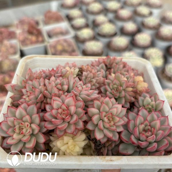 (Scattered)Echeveria Mebina Variegated Clustering - Image 2