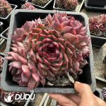 Echeveria Giant Peach Cluster - Image 2