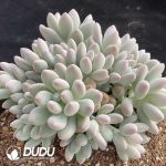 Pachyphytum Sun Moon and Stars Cluster - Image 2
