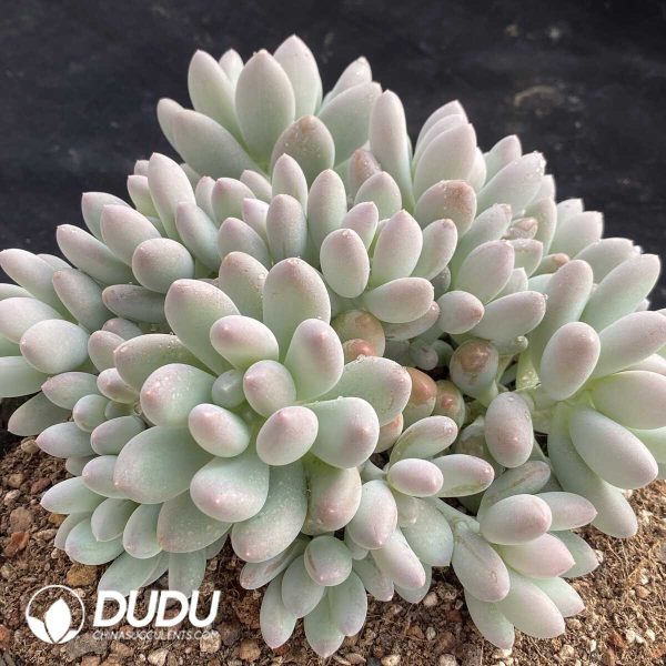 Pachyphytum Sun Moon and Stars Cluster - Image 2