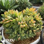 Pachyphytum Ocean Song Cristata - Image 2