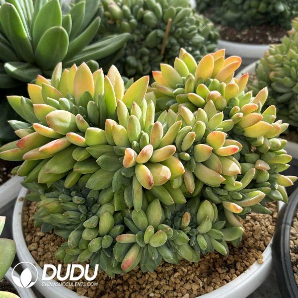 Pachyphytum Ocean Song Cristata - Image 2