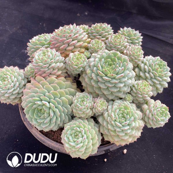 (Scattered)Echeveria Panda Face Clustering - Image 2