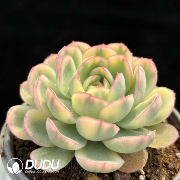 Echeveria Strawberry Ice Silky Variegated - Image 2