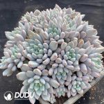 Pachyphytum Smurfs Clustering - Image 2