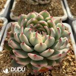 Echeveria Chihuahuensis Variegated - Image 2