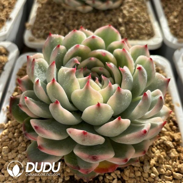 Echeveria Chihuahuensis Variegated - Image 2