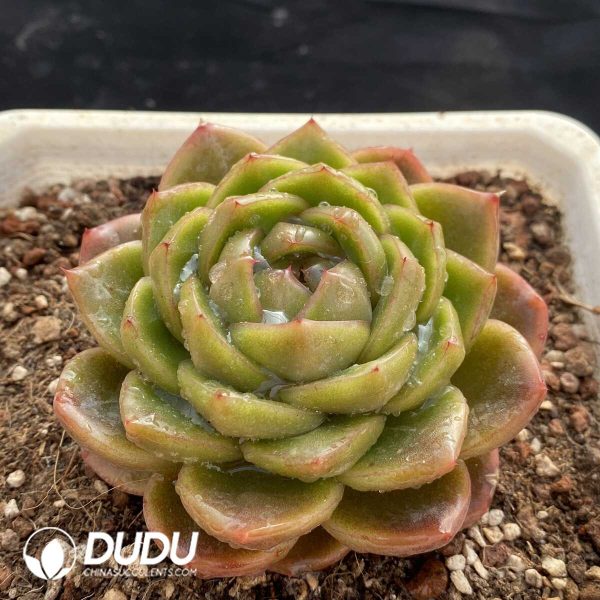 Echeveria Diamond Jenny - Image 2