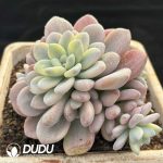 Gratopetalum Muil Variegation Clustering - Image 2