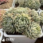 Echeveria Elegans Variegated Cluster - Image 2