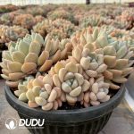 Echeveria Ice Orange Clustering - Image 2