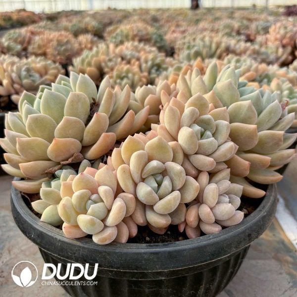 Echeveria Ice Orange Clustering - Image 2