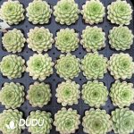 Echeveria Ice Swan Premium - Image 2