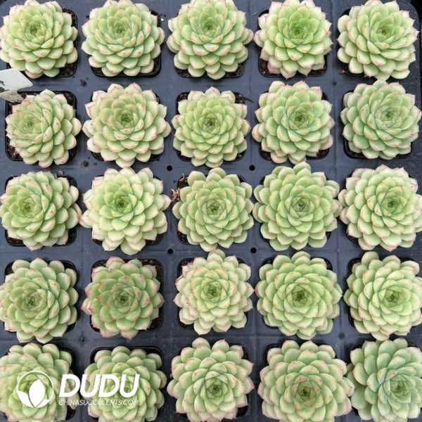 Echeveria Ice Swan Premium - Image 2