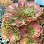 Aeonium Lunhui Clustering - Image 2