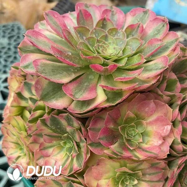 Aeonium Lunhui Clustering - Image 2