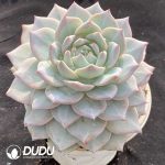 Echeveria Blue Bird - Image 2